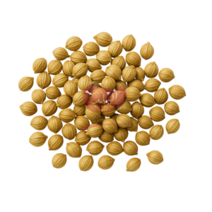 Premium Coriander Whole (Sabut Dhania)